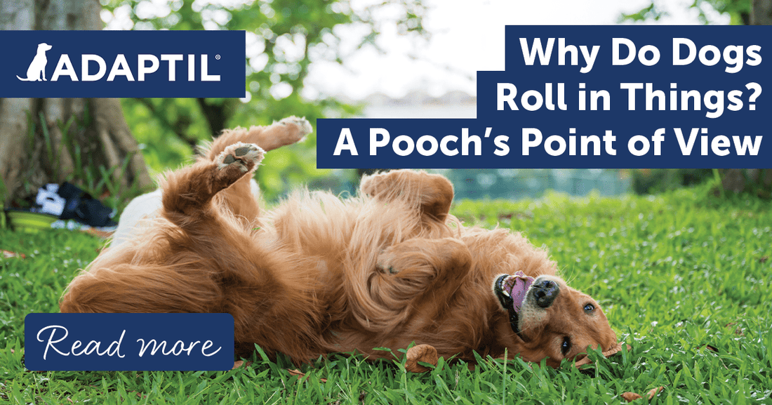 Why Do Dogs Roll in Things? A Pooch's Point of View