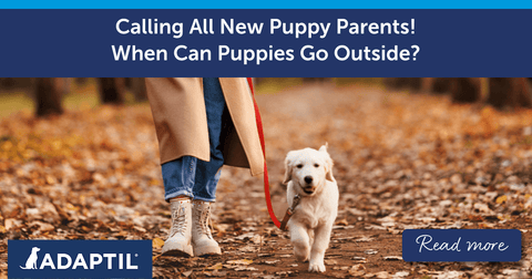 Calling All New Puppy Parents! When Can Puppies Go Outside?