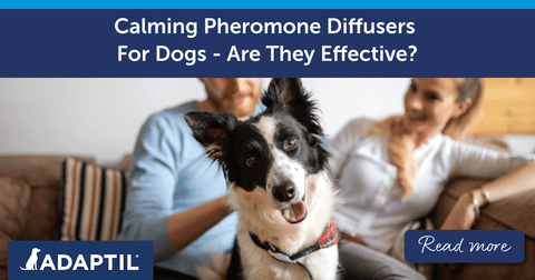 Calming Pheromone Diffusers For Dogs - Are They Effective?