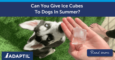 Can You Give Ice Cubes To Dogs In Summer?