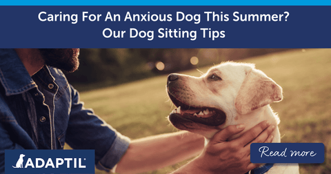 Caring For An Anxious Dog This Summer? Our Dog Sitting Tips