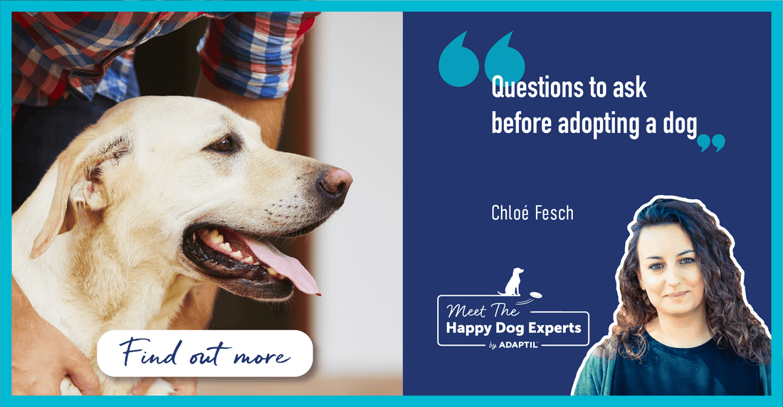 Questions to ask before adopting a dog - Happy Dog Expert - Chlo√© Fesch