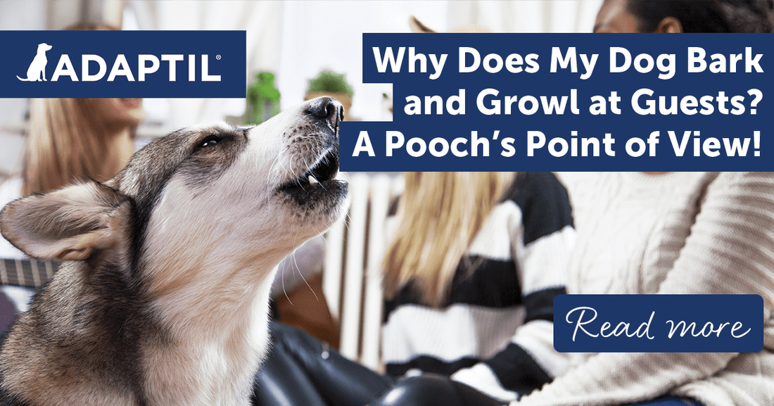Why Does My Dog Bark and Growl at Guests? A Pooch's Point of View!