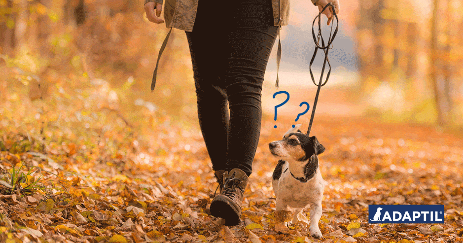 Do Noises on Walks Spook Your Dog? 8 Tips to Calm Them