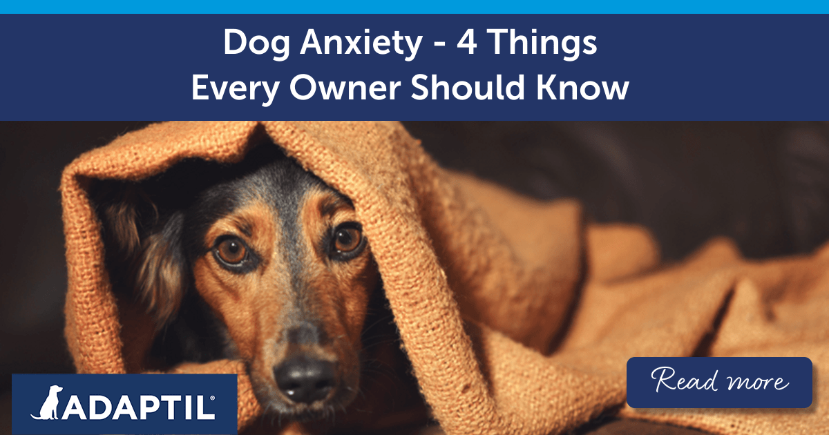 Dogs and Anxiety – 4 Things Every Owner Should Know