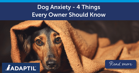 Dog Anxiety – 4 Things Every Owner Should Know