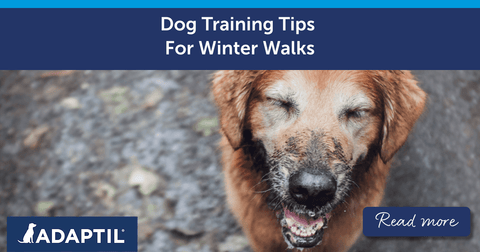 Dog Training Tips For Winter Walks