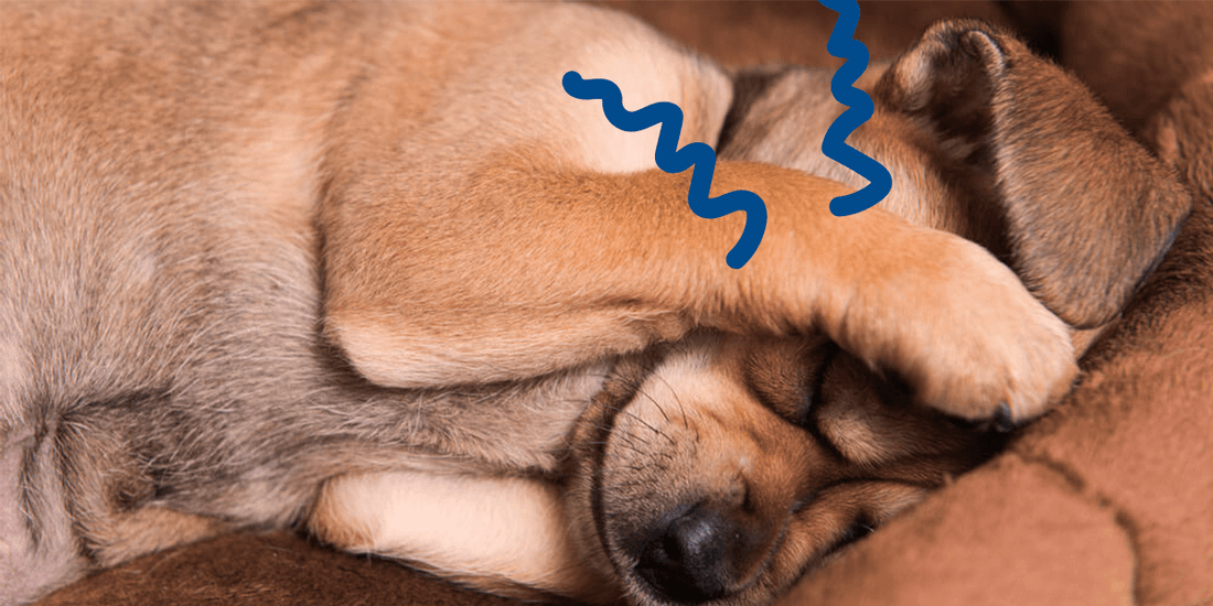 Dogs and Fireworks: 5 Steps To Reduce Stress
