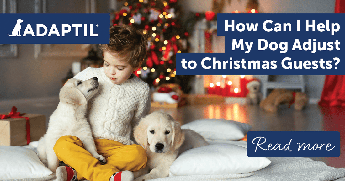 How Can I Help My Dog Adjust to Christmas Guests?