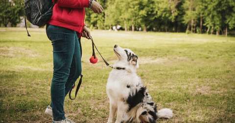 Do I Need a Dog Trainer? 8 Benefits for your Doggy Bond!