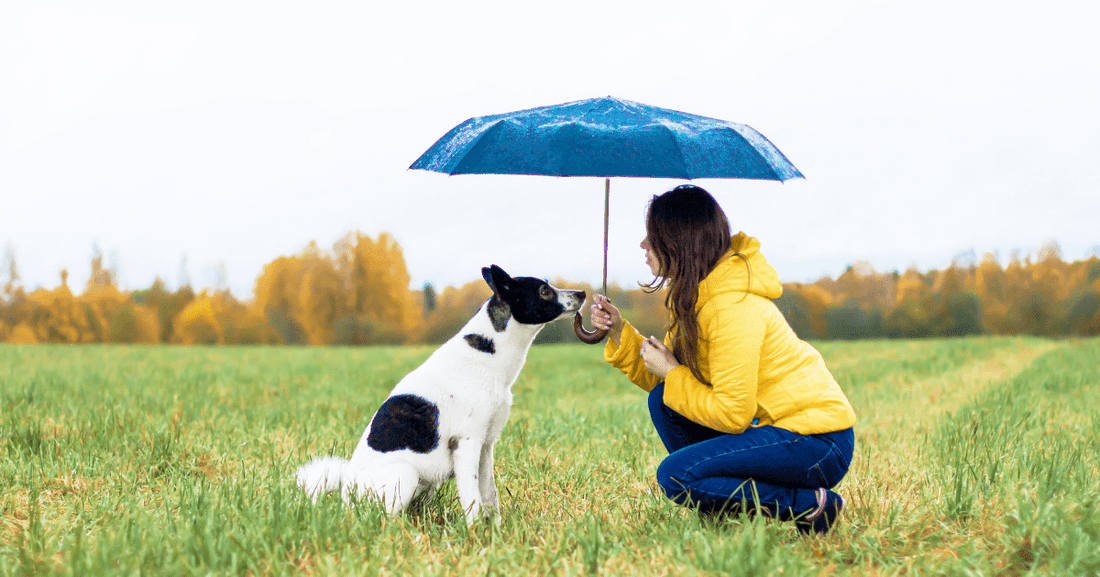 Rainy Day Walks: 12 Tips For a Happy Pooch