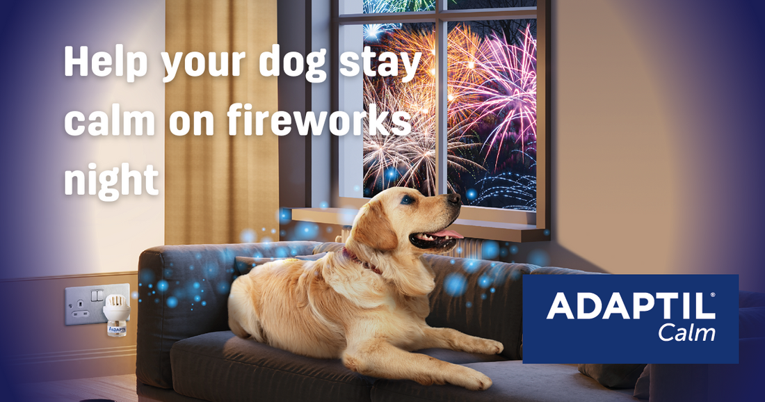 What to do for your dog on fireworks night