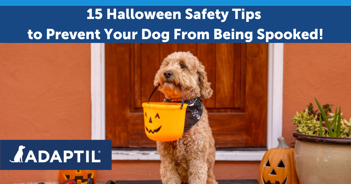 15 Halloween Safety Tips to Prevent Your Dog From Being Spooked!