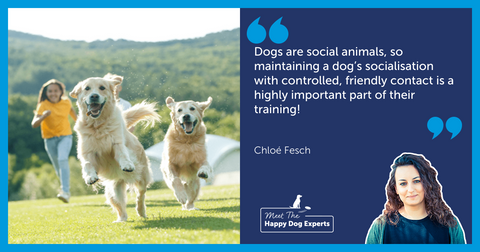 Happy Dog Expert: Tips For Socialising Your Dog