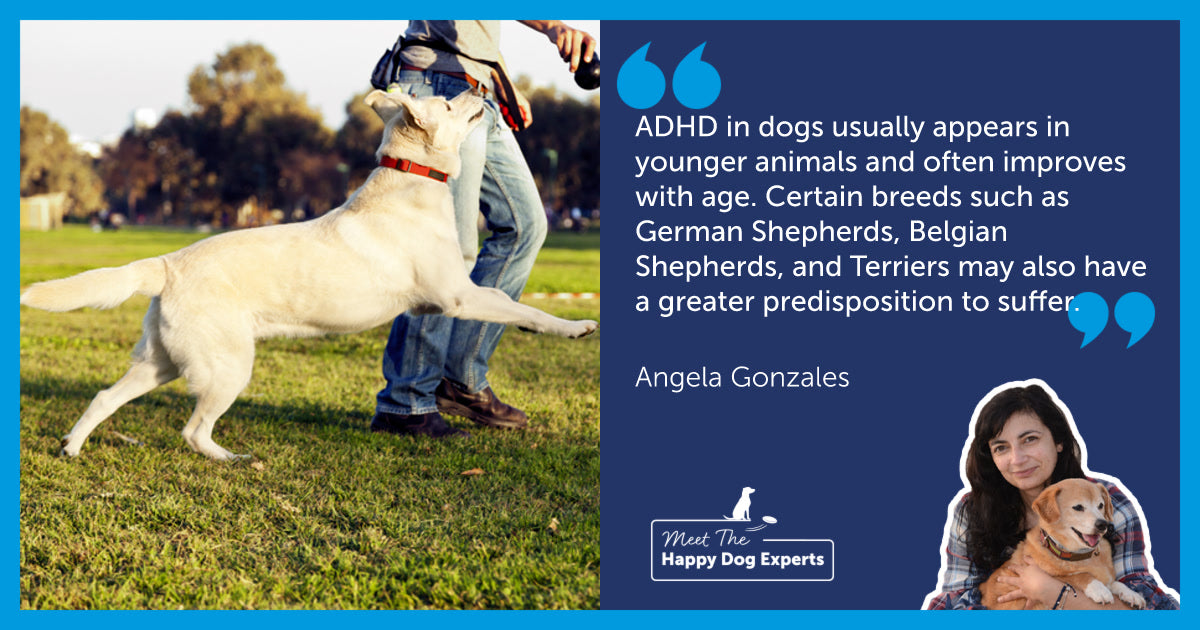 Hyperactivity in Dogs: A Happy Dog Expert Explains!
