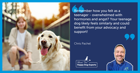 Happy Dog Expert: How to Manage a Dog’s Difficult Teenage Years