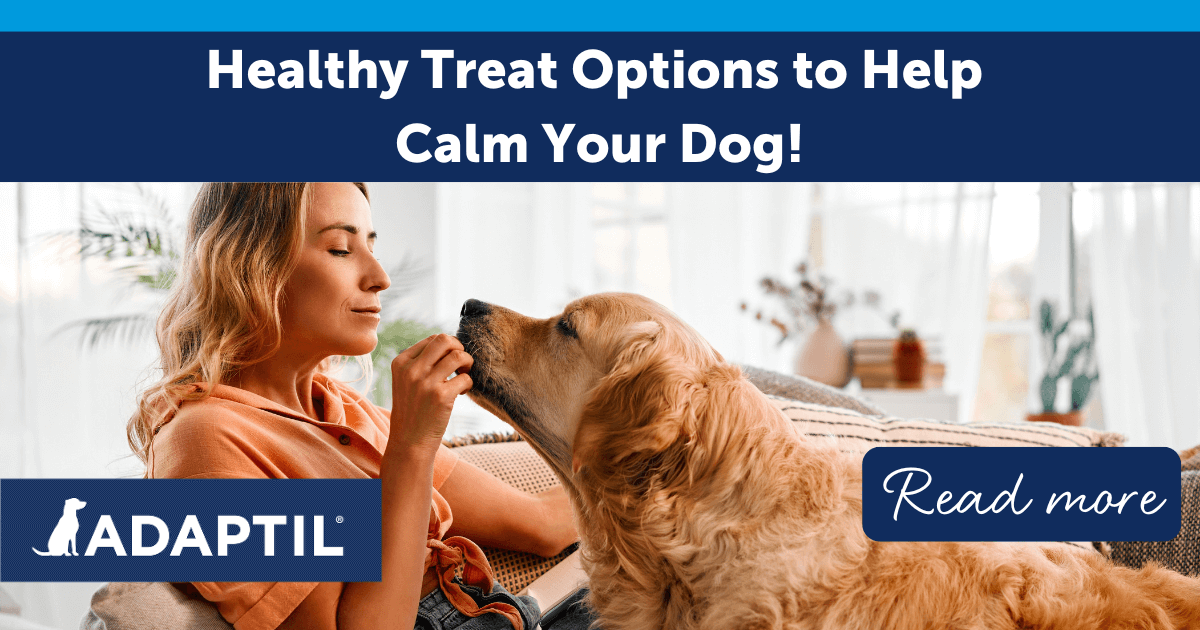  Lady on a sofa feeding a treat to a Golden Retriever.