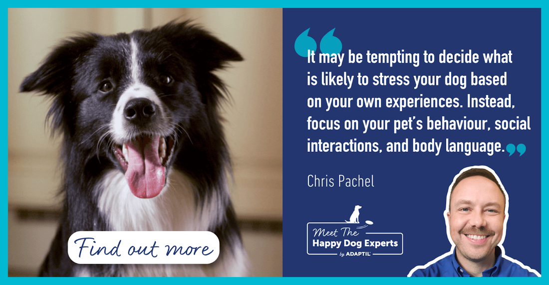 Happy Dog Expert: Helping Your Dog Through Stressful Situations