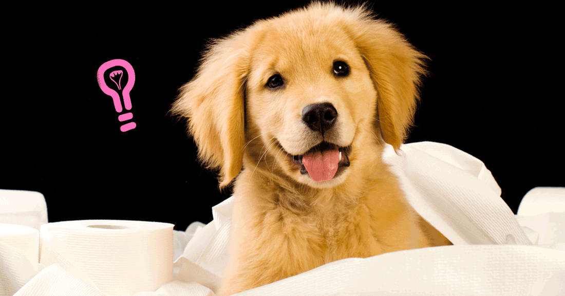 How to Potty Train A Puppy: 8 Top Tips