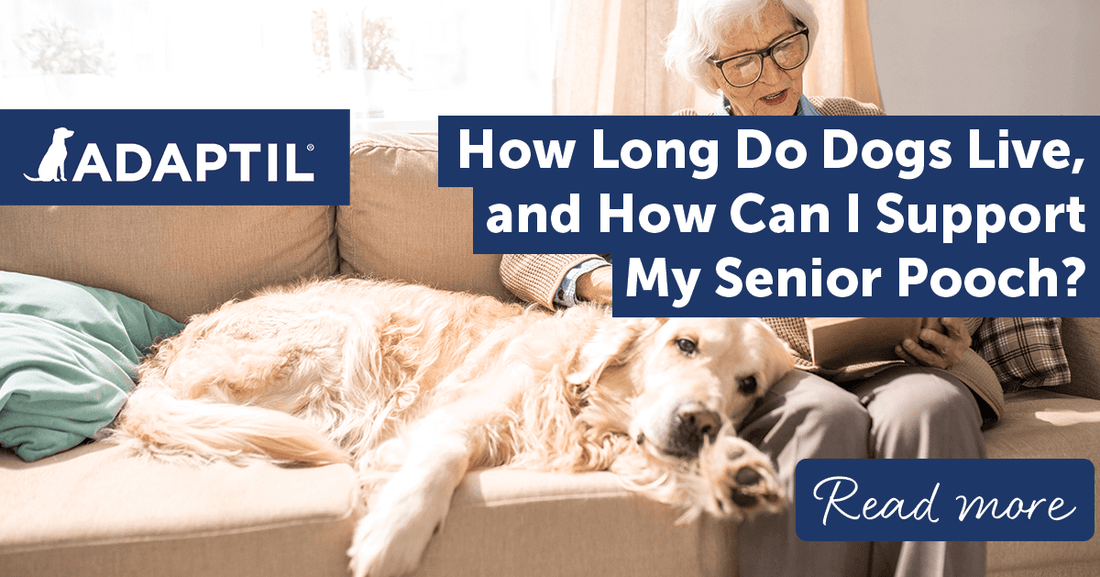 How Long Do Dogs Live, and How Can I Support My Senior Pooch?