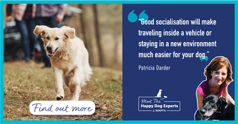 Happy Dog Expert: How to Reduce Your Dog's Stress When Travelling in a Car