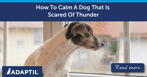 How To Calm A Dog That Is Scared Of Thunder