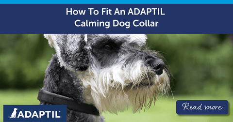 How To Fit An ADAPTIL Calming Dog Collar