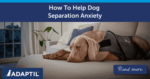 How to help separation anxiety