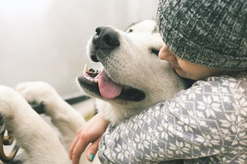 7 New Year's Resolutions to Make With Your Dog!
