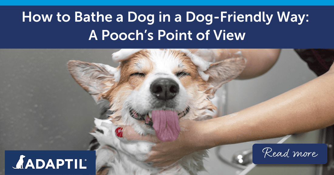 How to Bathe a Dog in a Dog-Friendly Way: A Pooch's Point of View