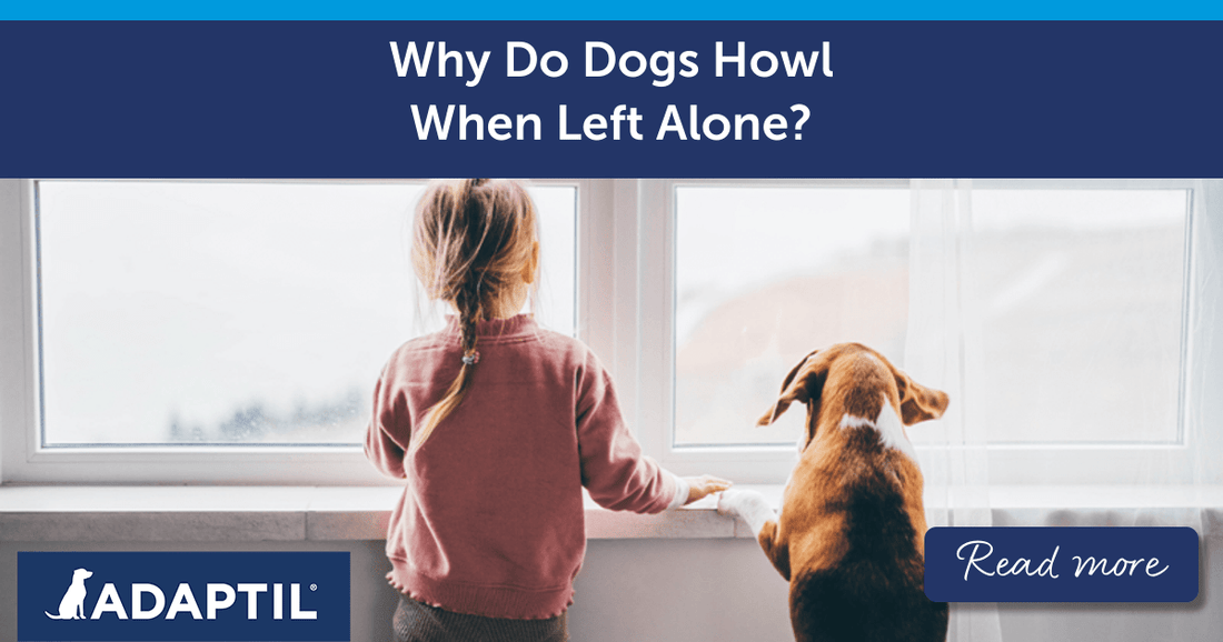 Why Do Dogs Howl When Left Alone?