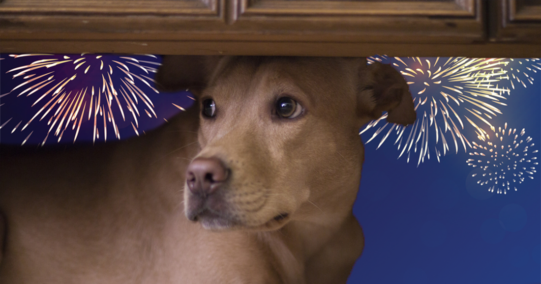 What Can I Give My Dog For Fireworks Anxiety?