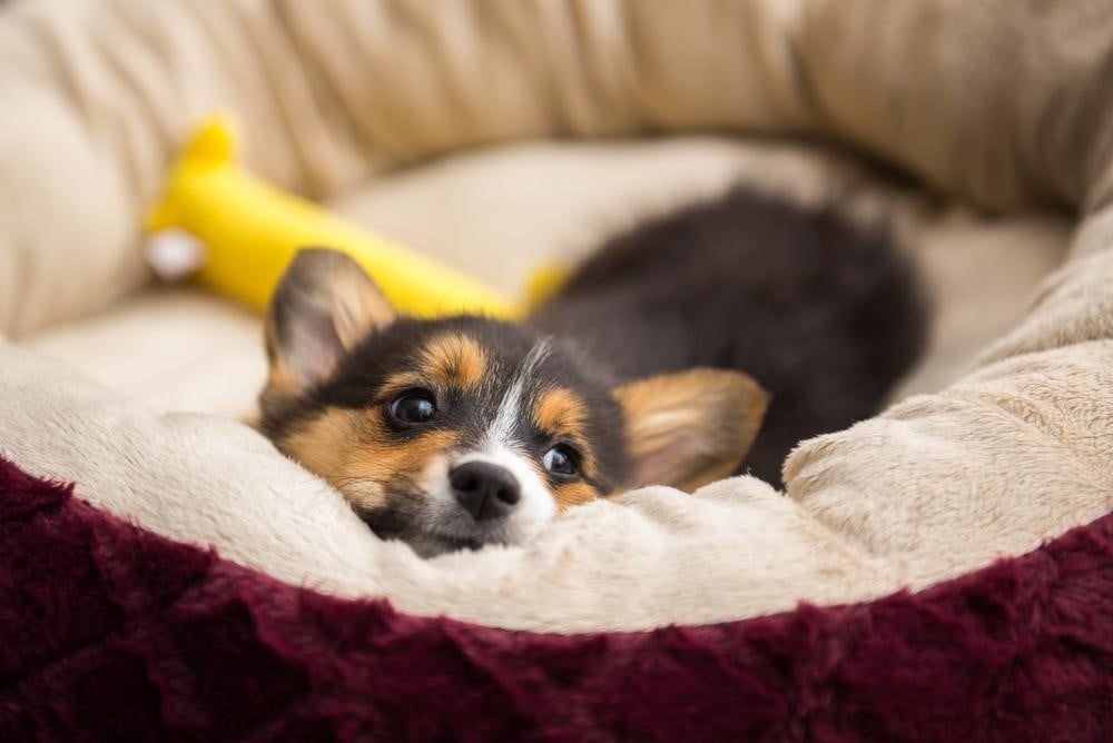 Why is my dog nervous of visitors?
