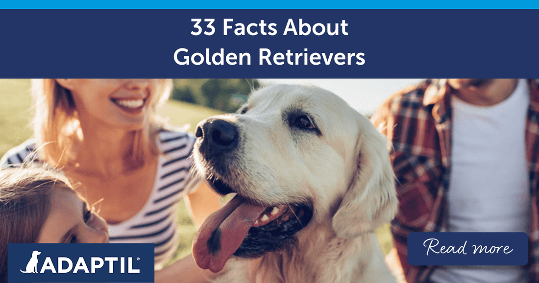 33 Facts About Golden Retrievers