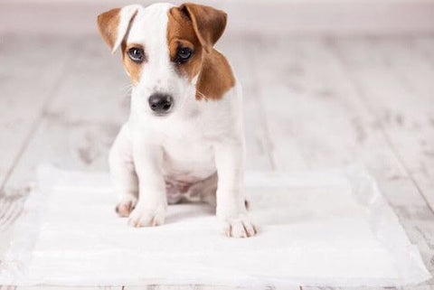 House Training A Puppy - Top Tips