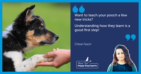 Happy Dog Expert: Understanding How Dogs Learn