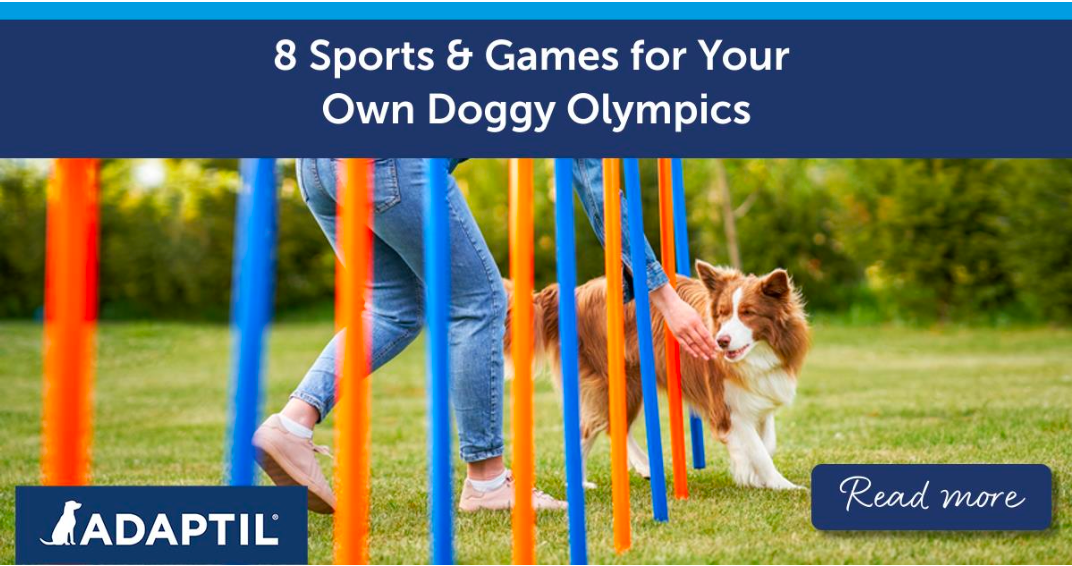 8 Sports and Games for Your Own Doggy Olympics | ADAPTIL