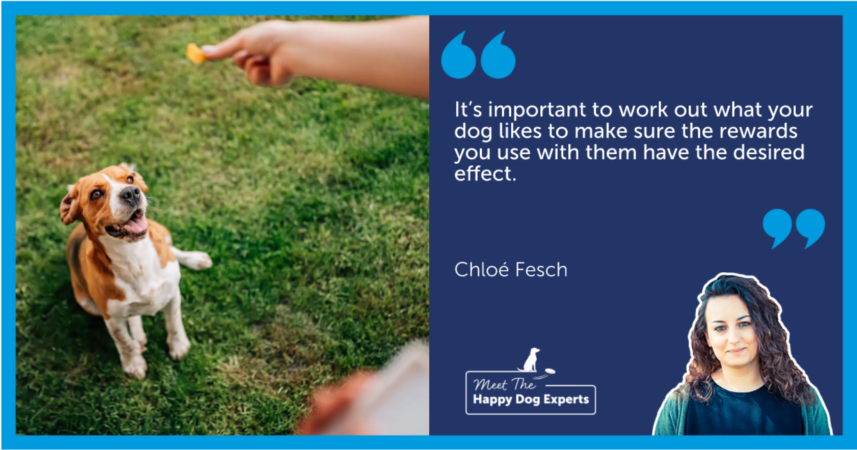 Dog sat outside waiting for reward.