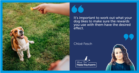 Dog sat outside waiting for reward.