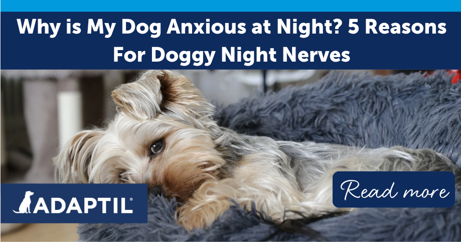 Anxious Dog at Night? Here’s What to Do