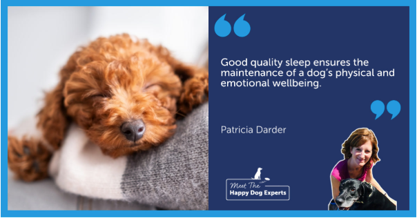 Toy Poodle puppy sleeping on a girl's arm. 