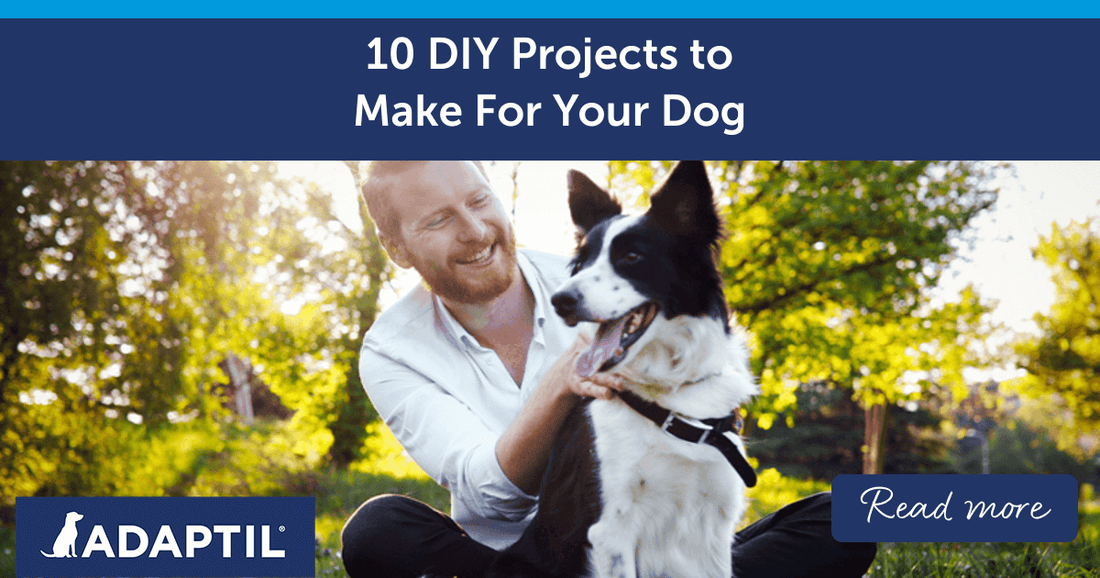 10 DIY Projects to Make For Your Dog