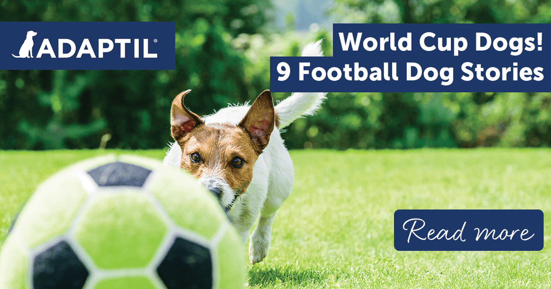 World Cup Dogs! 9 Football Dog Stories