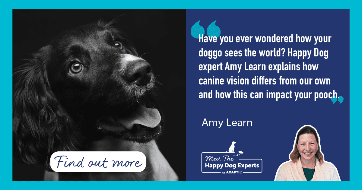 What's a Dog's Vision like? Happy Dog Expert Explains