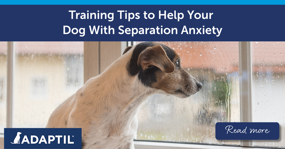 Training Tips to Help Your Dog With Separation Anxiety