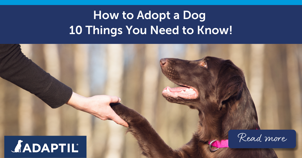 How To Adopt How to Adopt a Dog - 10 Things You Need to Know!