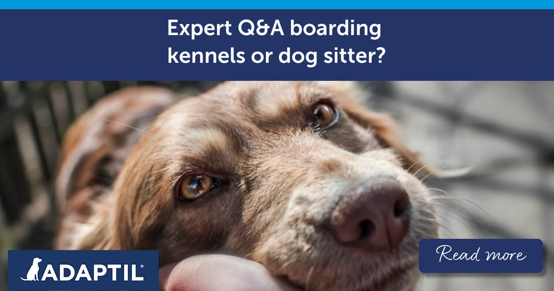Expert Q&A boarding kennels or dog sitter