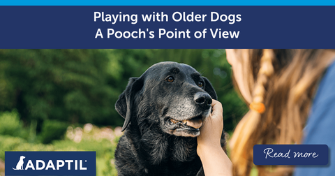 Playing With Older Dogs – A Pooch’s Point Of View