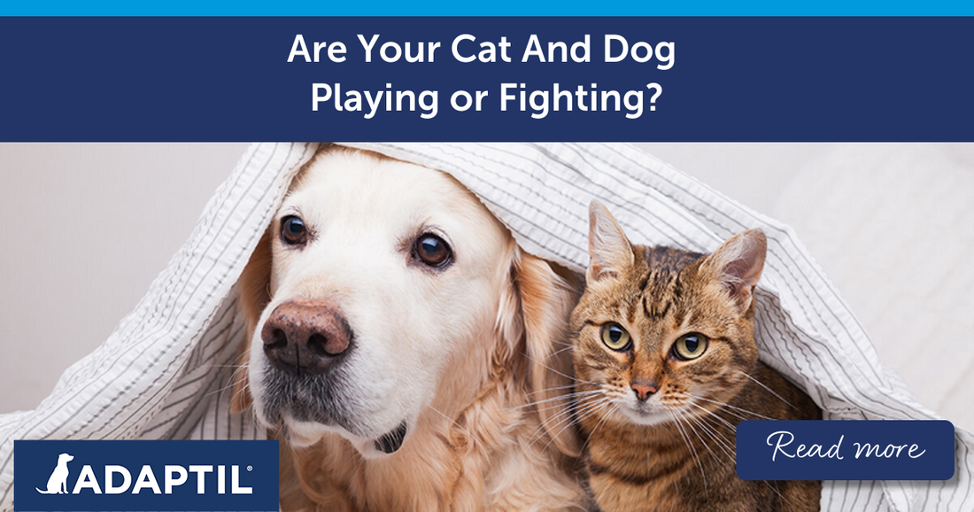 Are Your Cat And Dog Playing or Fighting?