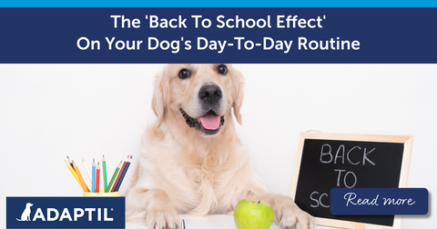 The 'Back To School Effect' On Your Dog's Day-To-Day Routine